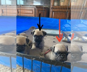 Pug Puppy for sale in HEREFORD, AZ, USA