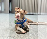 Small #5 American Staffordshire Terrier Mix