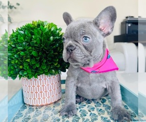 French Bulldog Puppy for sale in TAMPA, FL, USA