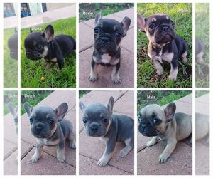French Bulldog Puppy for sale in LOS ANGELES, CA, USA