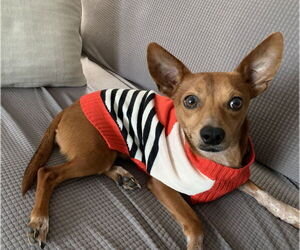 Rat-Cha Dogs for adoption in Wakefield, RI, USA