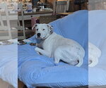 Small #2 American Staffordshire Terrier Mix