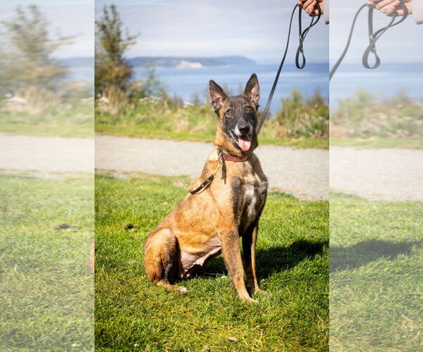 Medium Photo #2 Mutt Puppy For Sale in Seattle, WA, USA