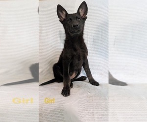Medium German Shepherd Dog