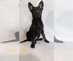 Puppy Puppy 4 German Shepherd Dog