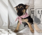 Small #2 German Shepherd Dog