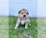 Small #3 Australian Shepherd Mix