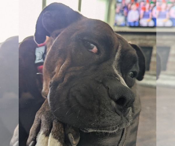 Medium Photo #7 Boxer Puppy For Sale in Burnsville, MN, USA