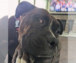 Small #6 Boxer