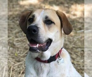 Medium English Coonhound-Labrador Retriever Mix