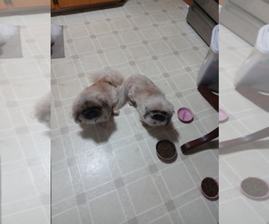 Pekingese Puppy for sale in AKRON, OH, USA