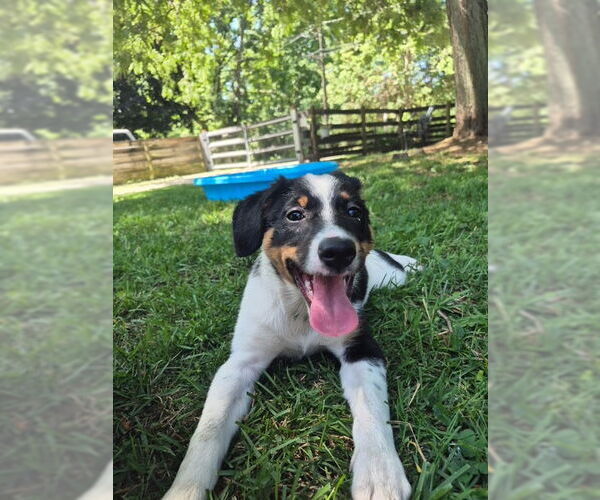 Medium Photo #3 Australian Shepherd-Unknown Mix Puppy For Sale in Techny, IL, USA