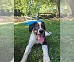 Small #2 Australian Shepherd Mix