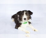 Small #2 Mutt