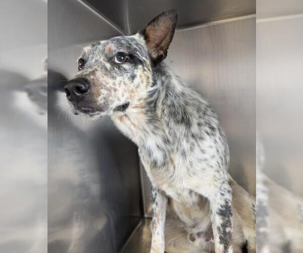 Medium Photo #1 Texas Heeler Puppy For Sale in Riverside, CA, USA
