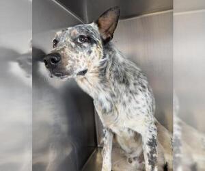 Texas Heeler Dogs for adoption in Riverside, CA, USA