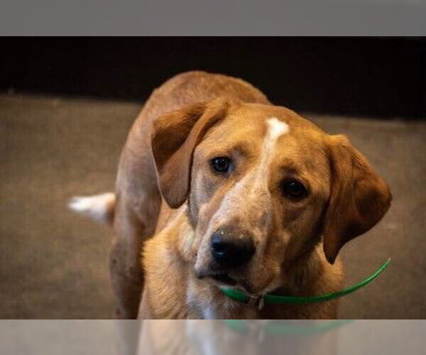 Medium Photo #7 Labrador Retriever-Unknown Mix Puppy For Sale in Rockaway, NJ, USA