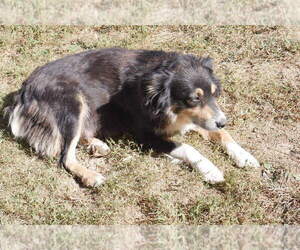 Mother of the Australian Shepherd puppies born on 07/25/2025