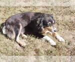 Small Photo #1 Australian Shepherd Puppy For Sale in FLAT ROCK, IL, USA