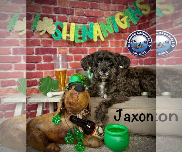 Medium Photo #3 Poodle (Miniature)-Unknown Mix Puppy For Sale in Arcadia, FL, USA