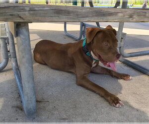 American Staffordshire Terrier-Unknown Mix Dogs for adoption in Holly Springs, NC, USA