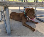 Honey - Female American Staffordshire Terrier-Unknown Mix Dog for Adoption - Small photo