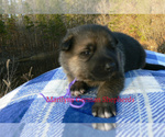 Small #3 German Shepherd Dog