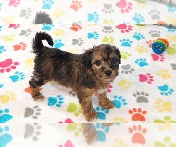 Medium Photo #10 Havapoo Puppy For Sale in ORO VALLEY, AZ, USA