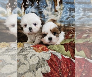 Shih Tzu Puppy for sale in NEW SALISBURY, IN, USA