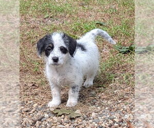 Doxle Dogs for adoption in Des Moines, IA, USA