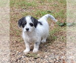 Small Doxle