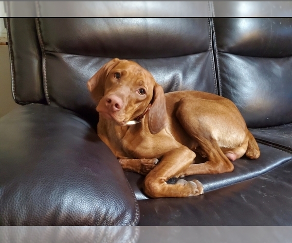 Medium Photo #1 Vizsla Puppy For Sale in NEW YORK MILLS, MN, USA