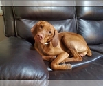 Small Photo #1 Vizsla Puppy For Sale in NEW YORK MILLS, MN, USA