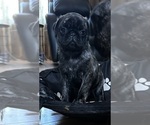 Small Photo #21 Pug Puppy For Sale in TROY, MO, USA