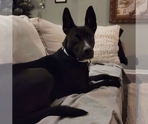 Medium Photo #4 Mutt Puppy For Sale in Boston, MA, USA