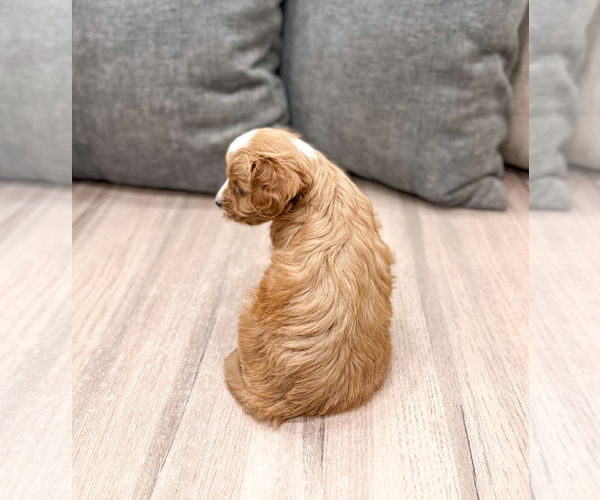 Medium Photo #6 Cavapoo (Miniature) Puppy For Sale in MILLERSBURG, OH, USA