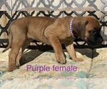 Small Photo #26 Presa Canario Puppy For Sale in LEVITTOWN, PA, USA