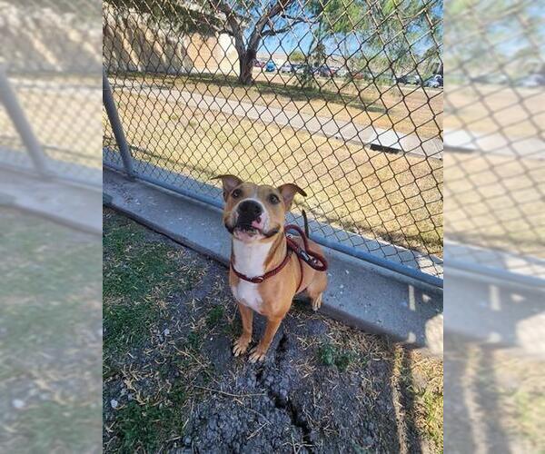 Medium Photo #3 American Pit Bull Terrier Puppy For Sale in Corpus Christi, TX, USA