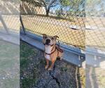 Small #2 American Pit Bull Terrier