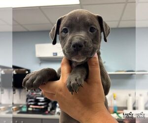 Mutt Dogs for adoption in Washington, DC, USA