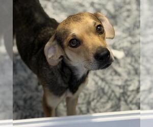 Phoenix - Female Raggle Dog for Adoption - Photo #3