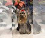 Small #1 Yorkshire Terrier