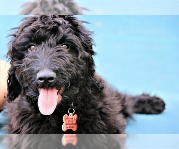 Medium Photo #11 Goldendoodle Puppy For Sale in MISSOULA, MT, USA
