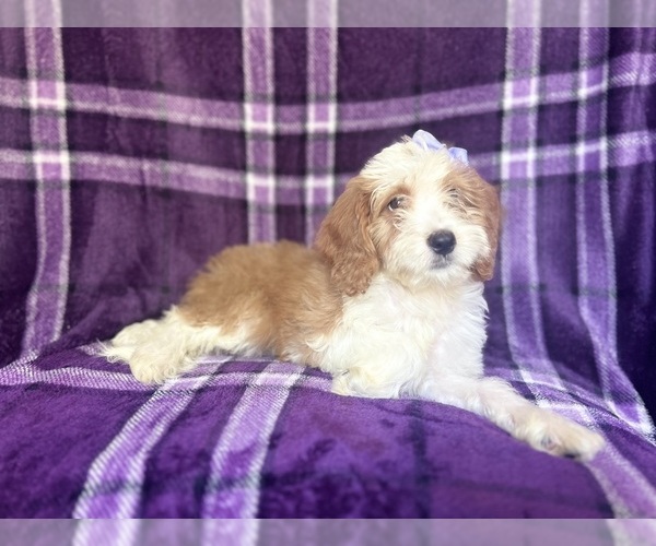 Medium Photo #4 Cavapoo Puppy For Sale in LAKELAND, FL, USA