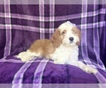 Small #3 Cavapoo