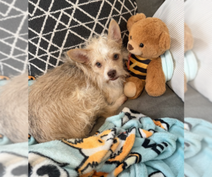 Mutt Dogs for adoption in Brooklyn, NY, USA