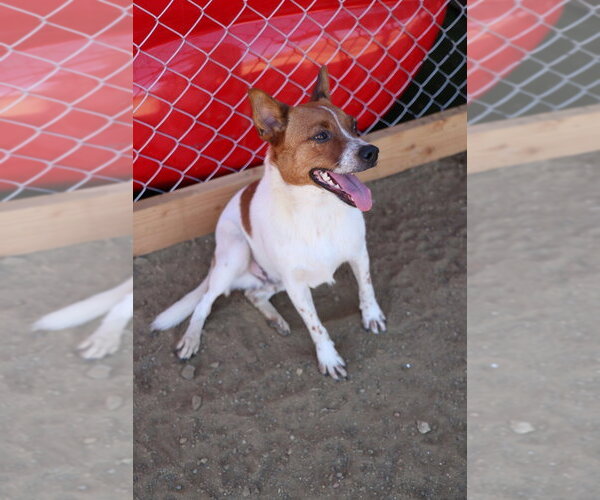 Medium Photo #3 Basenji Puppy For Sale in Studio City, CA, USA