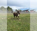 Small #2 American Staffordshire Terrier Mix
