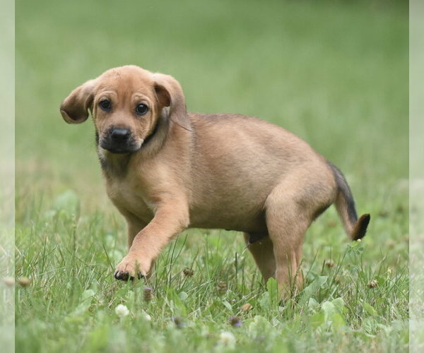 Medium Photo #10 Retriever -Unknown Mix Puppy For Sale in Mechanicsburg, PA, USA