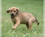 Small #9 Retriever  Mix